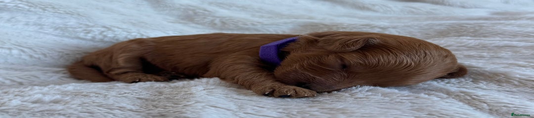 Purple collar girl