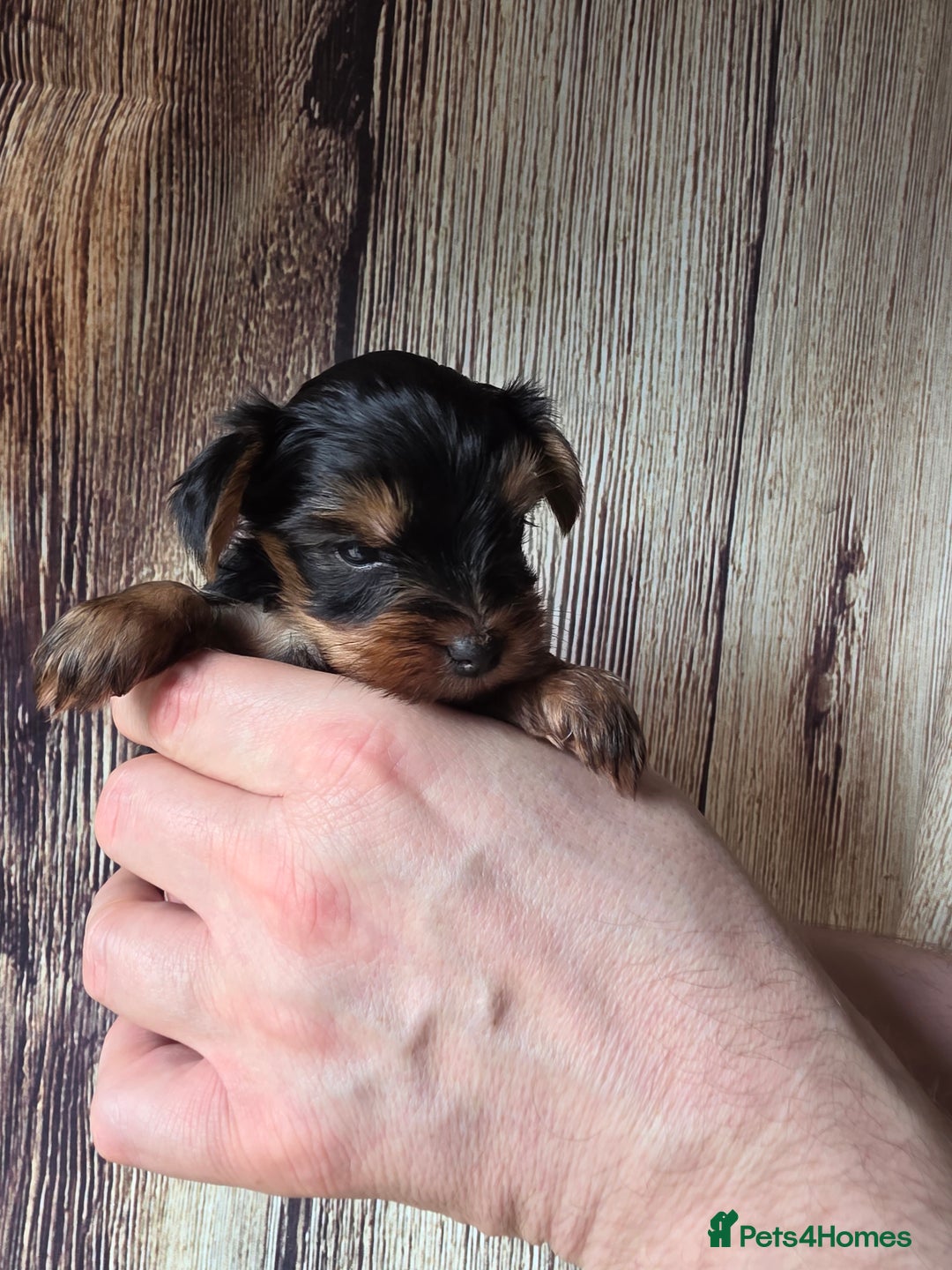 Yorkshire Terrier dogs for sale: KC Registered Yorkshire Terrier puppies! - Advert 5