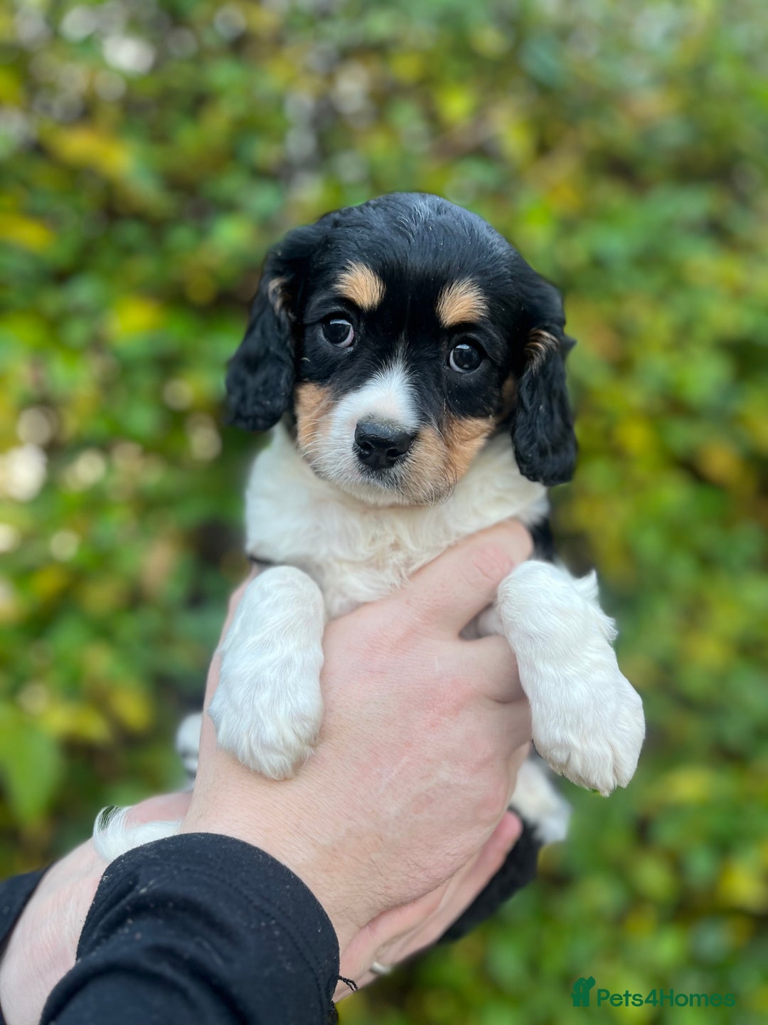 Cavachon dogs for sale: Cavachon Puppies Health Tested Clear  - Advert 5