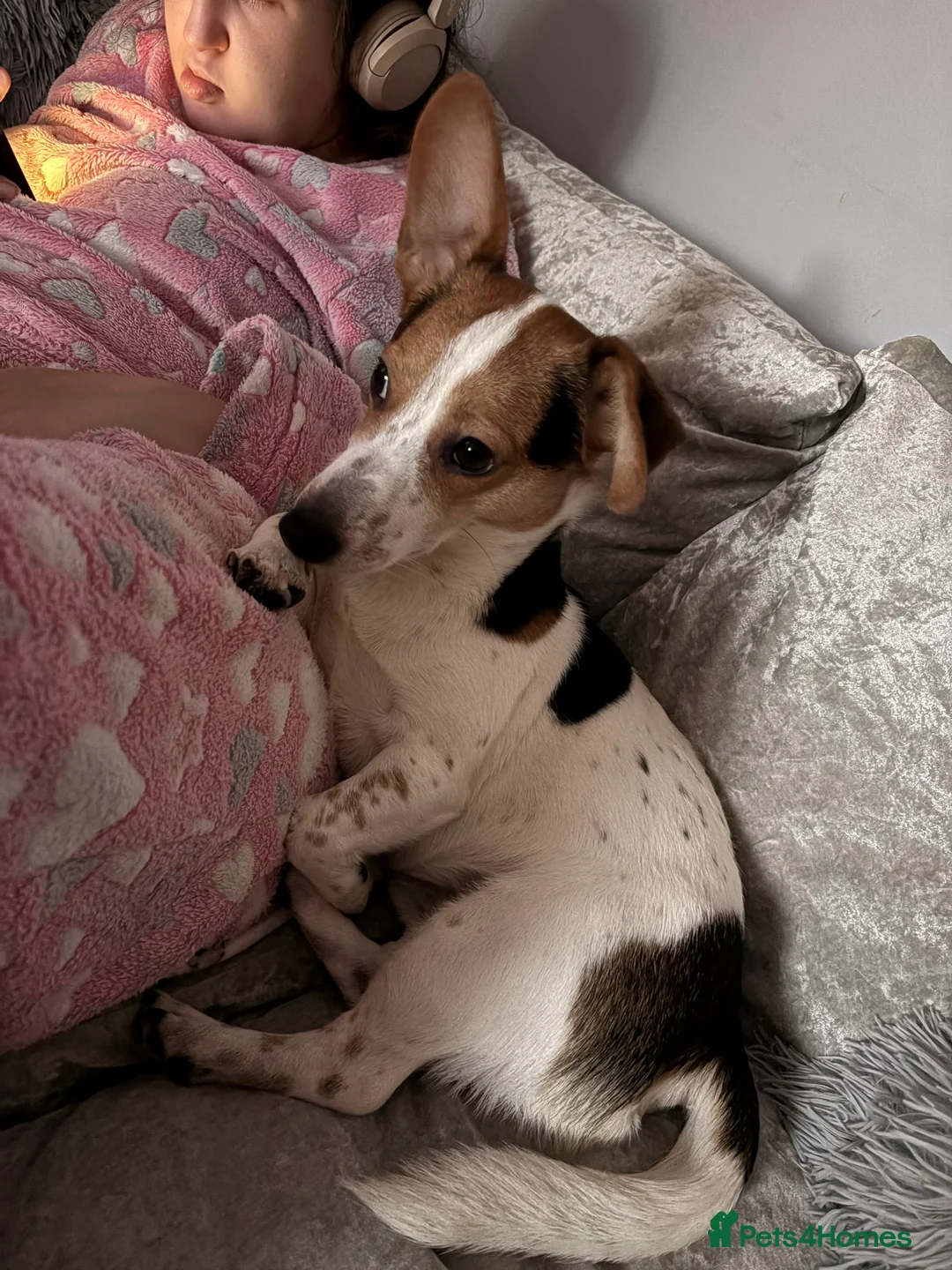 Jack Russell dogs for stud: Tan white and brown Jack Russell Stud  in Aughnacloy - Advert 3