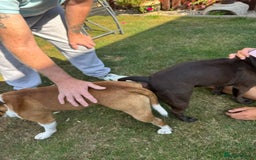 Staffordshire Bull Terrier dogs for stud: Proven Staffordshire Bull Terrier for Stud  - Image 34