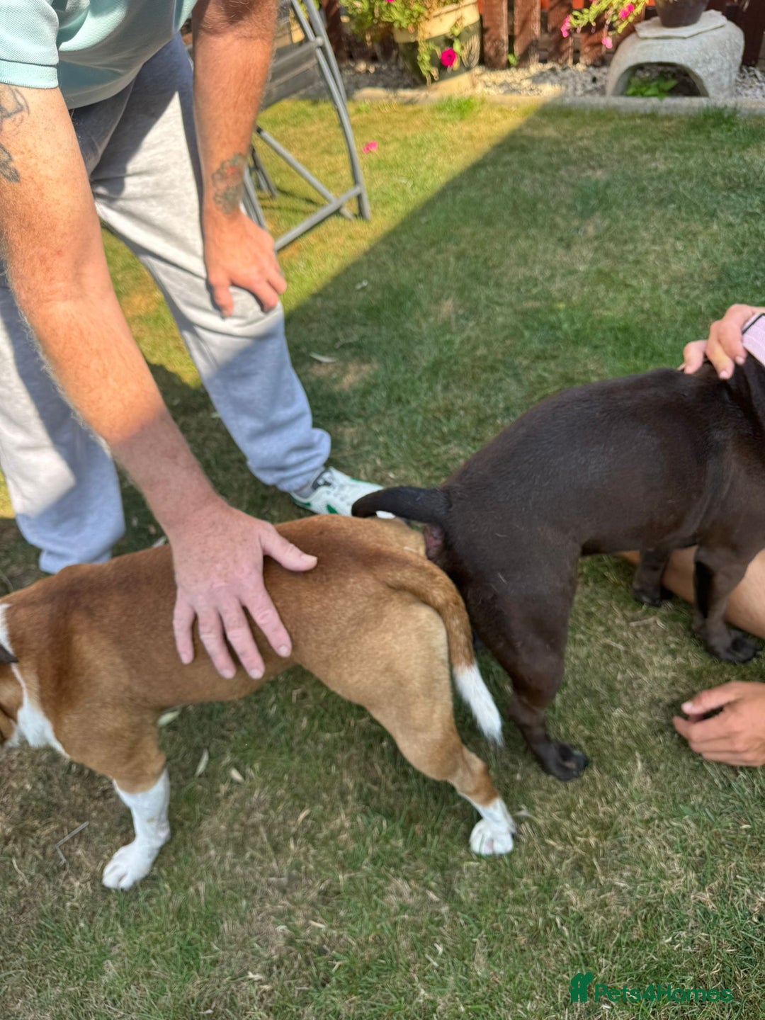 Staffordshire Bull Terrier dogs for stud: Proven Staffordshire Bull Terrier for Stud  - Image 34