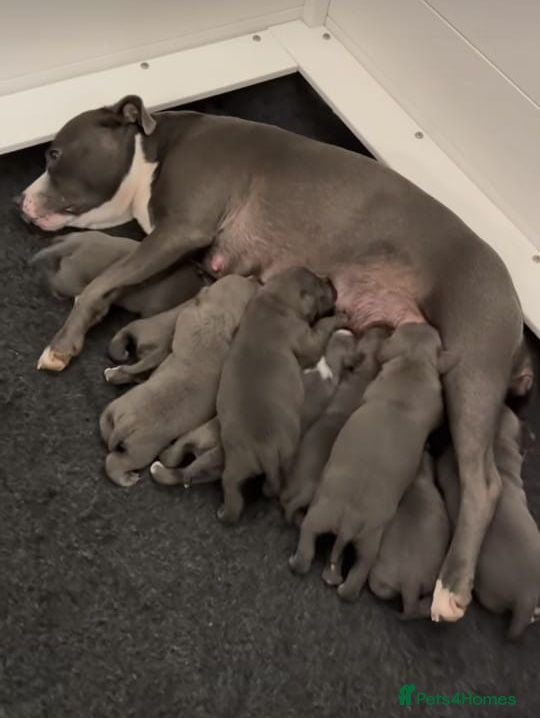 Staffordshire Bull Terrier dogs PURE Staffordshire Bull Terrier pups for sale - Advert 1