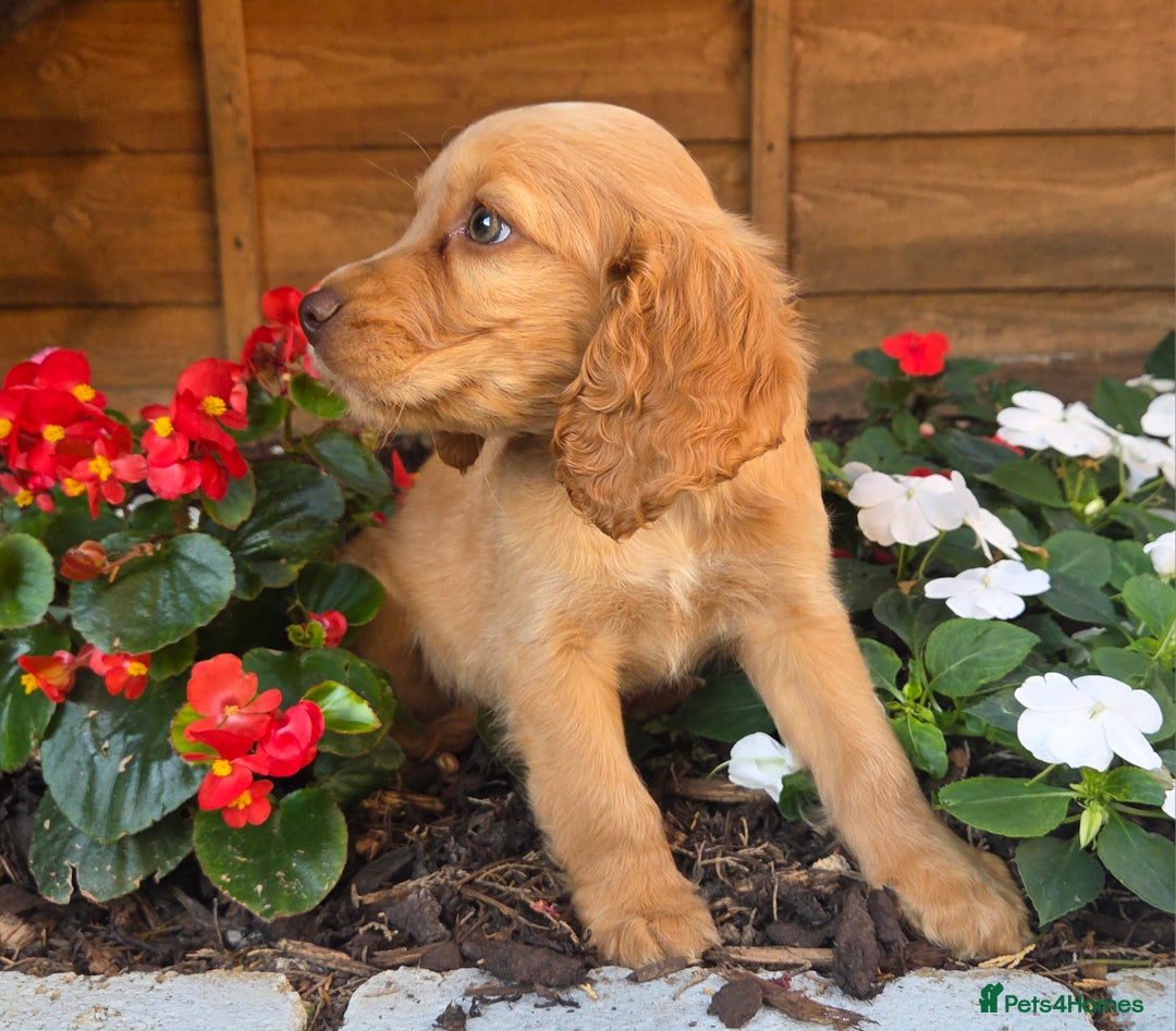 Cocker Spaniel dogs for sale: 2 beautiful working cocker spaniel pups  - Image 21