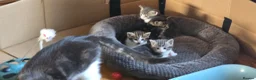 Mixed Breed cats for sale: Kittens ready for their forever home  - Advert 10
