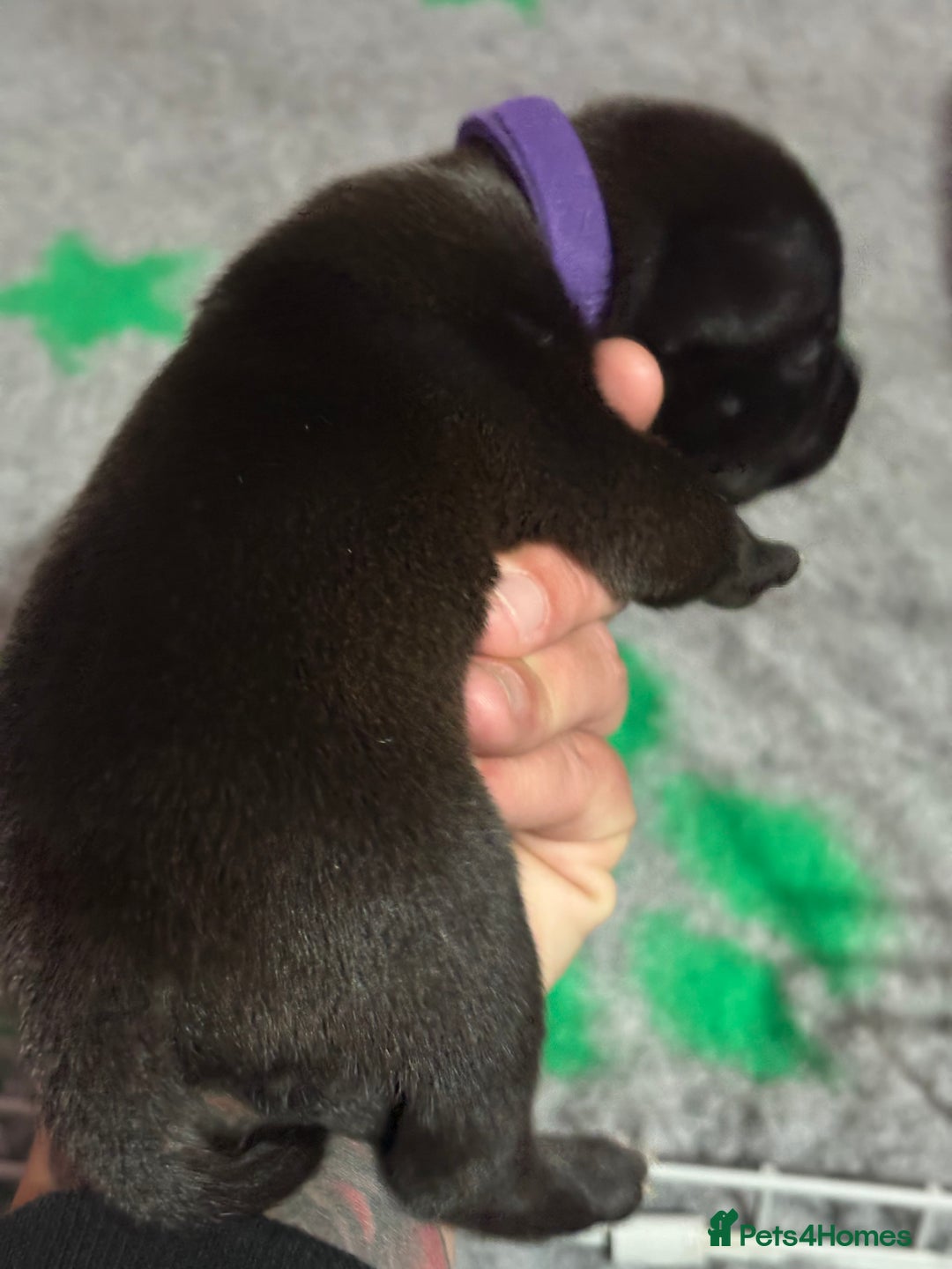 Staffordshire Bull Terrier dogs for sale: Stafford bull terrier pups - Image 5