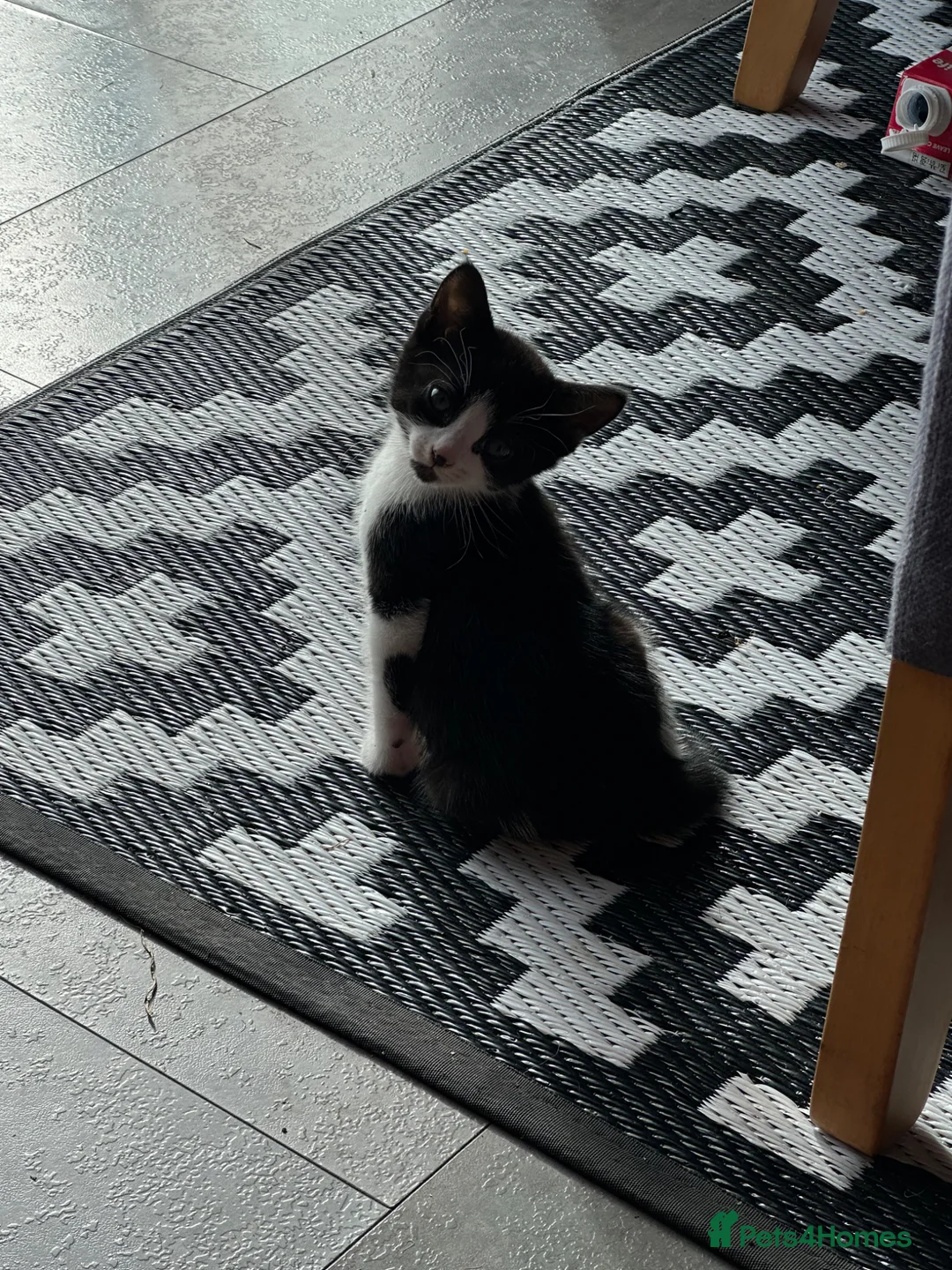 Mixed Breed cats for sale: Tuxedo kittens ready to leave  - Advert 4