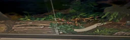 Python Snake reptiles for sale: BEL Python looking for a new home in Gloucester - Advert 4