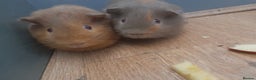 Guinea Pig rodents for sale: 2 male guniea pigs for sale - Advert 1