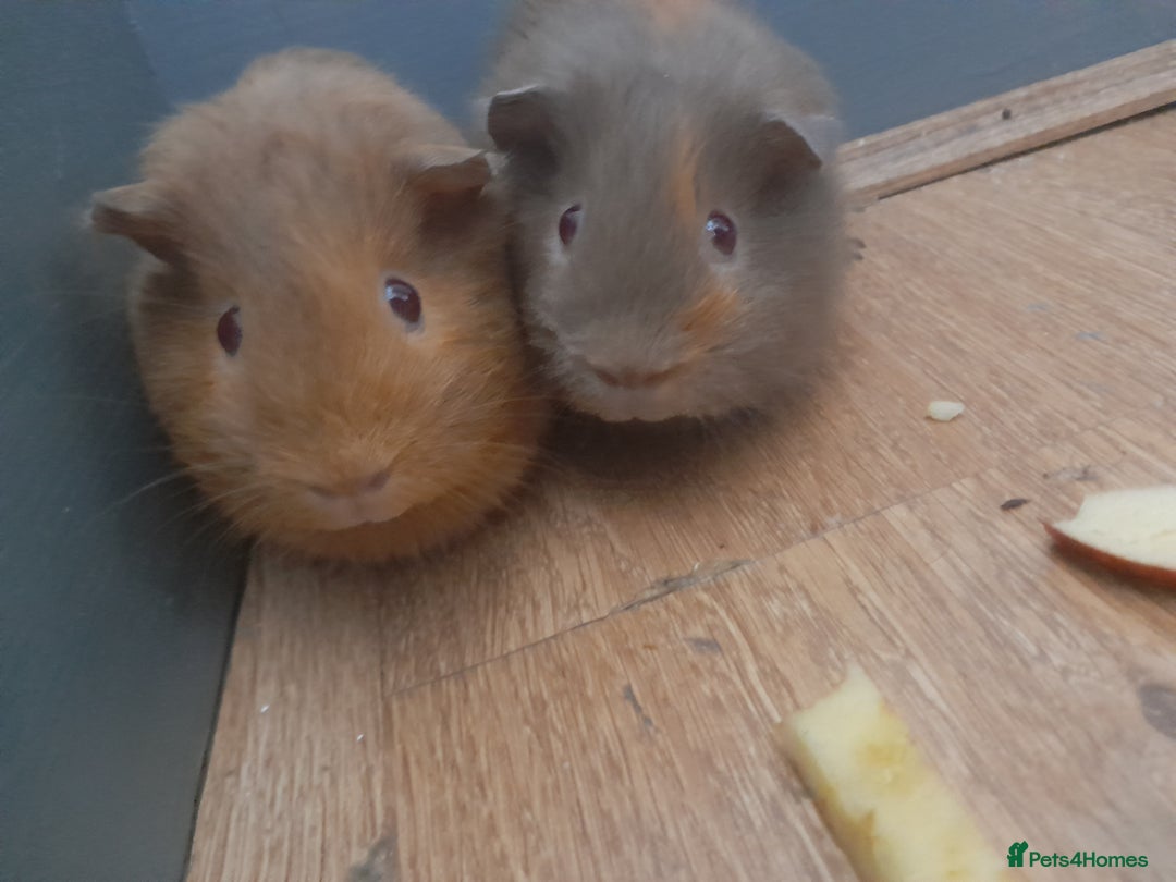 Guinea Pig rodents for sale: 2 male guniea pigs for sale - Advert 1