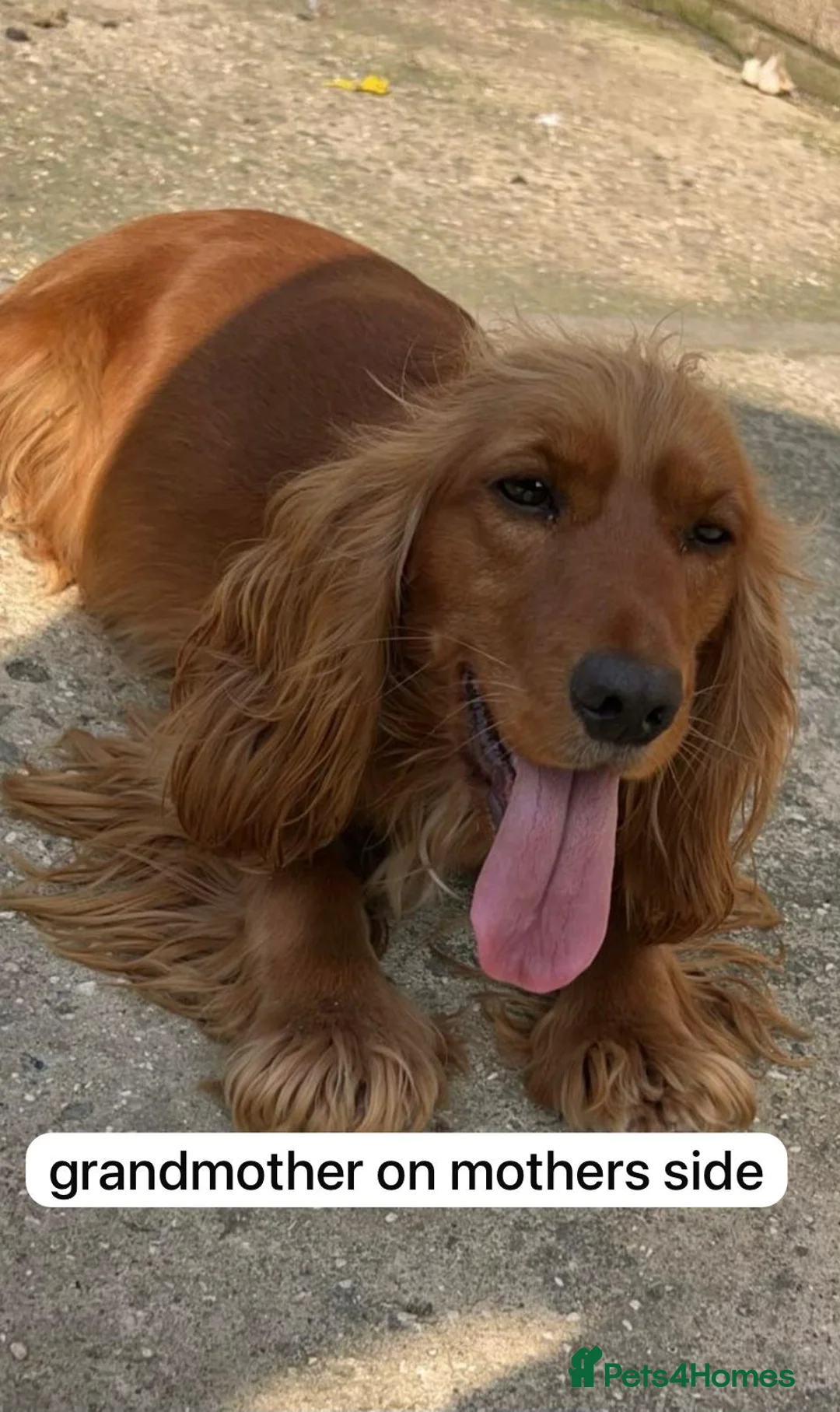 Cockapoo dogs for sale: SEVEN STUNNING F2 MINI COCKAPOOS - Advert 3