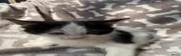 Bengal cats for sale: Black and white female kitten  - Advert 1