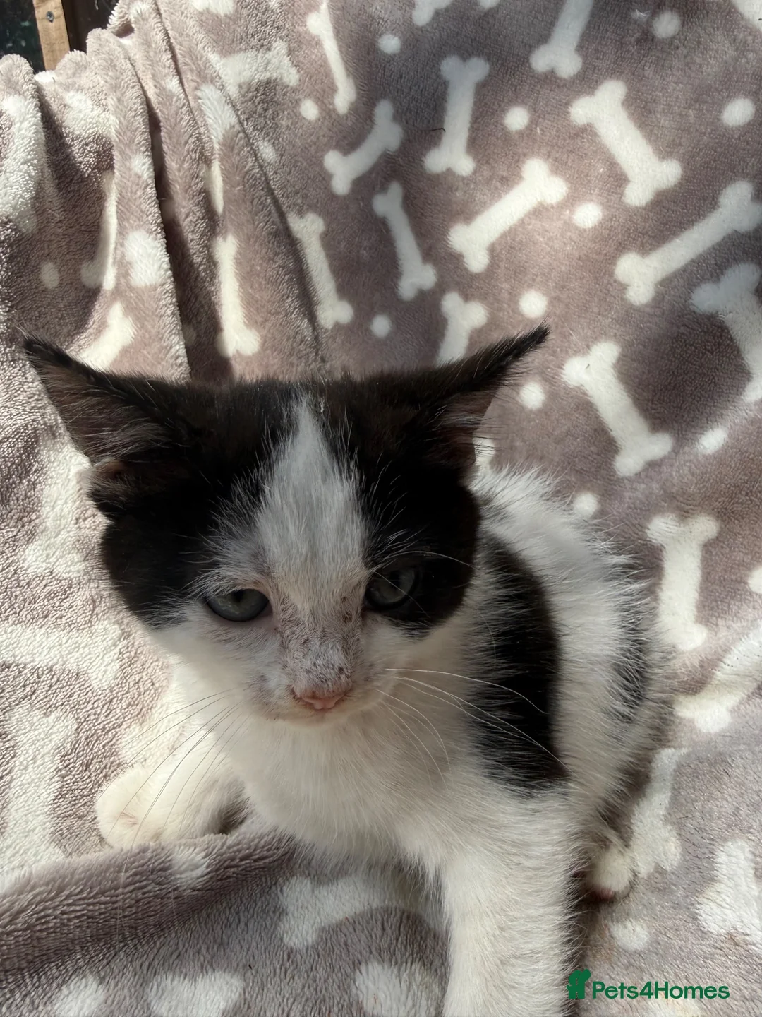 Bengal cats for sale: Black and white female kitten  - Advert 1