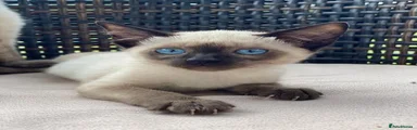Siamese 1