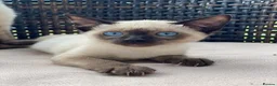 Siamese cats for sale: Beautiful Purebred Siamese Kittens for Sale  in Leeds - Advert 4