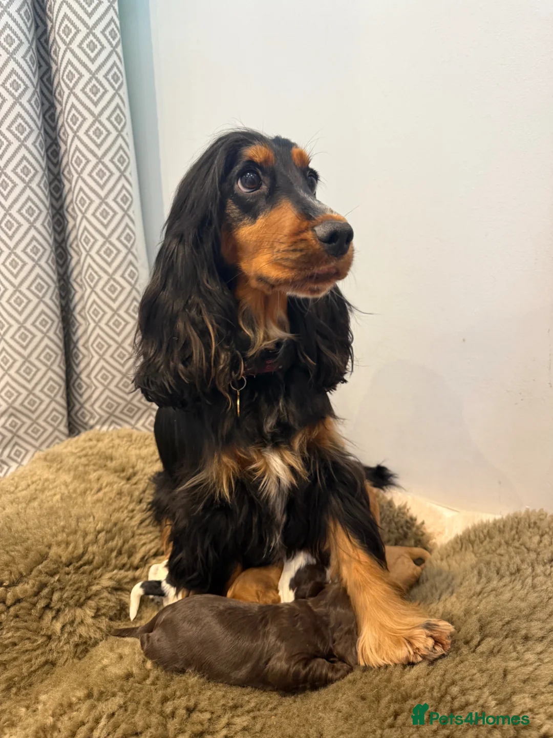 Cockapoo dogs for sale: Top Quality F1 Cockapoos - Advert 1