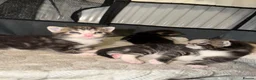 Domestic Shorthair cats for sale: Kittens - Advert 2