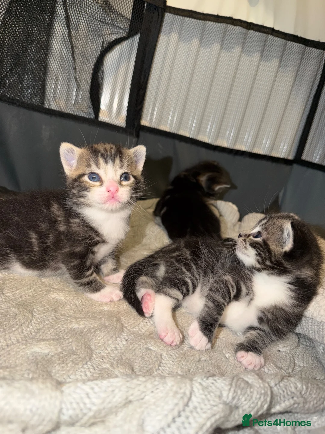 Domestic Shorthair cats for sale: Kittens - Advert 2