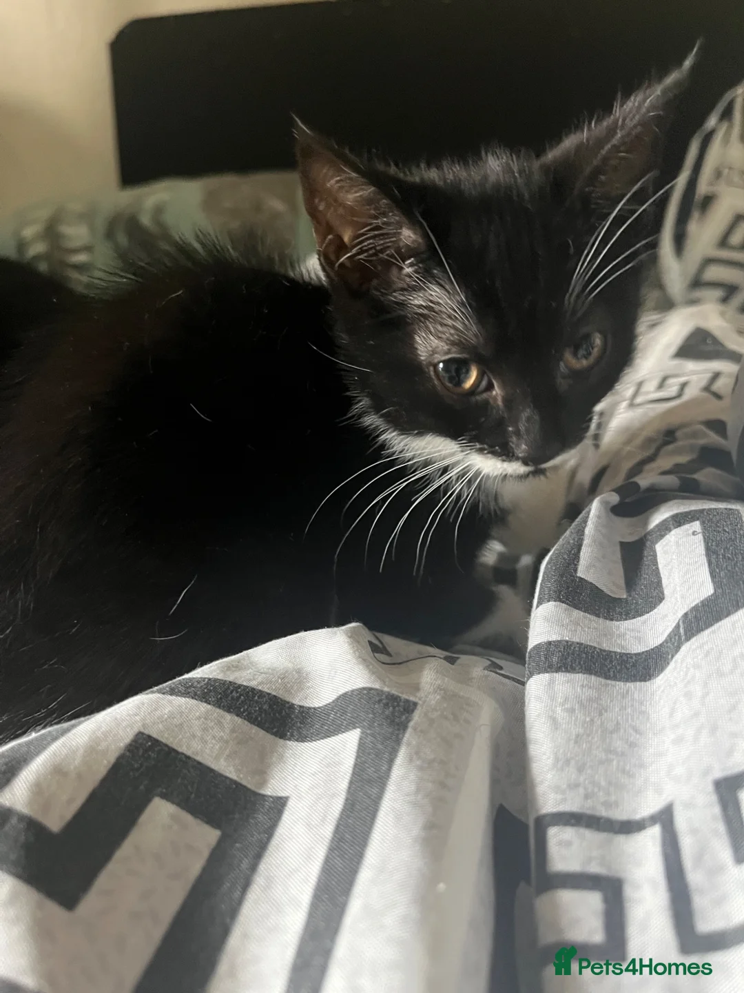 Mixed Breed cats for sale: 2 female kittens  - Advert 2