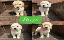 Goldendoodle dogs for sale: F1B GOLDENDOODLE PUPPIES 2 BOYS AVAILABLE  in Farnham - Image 8