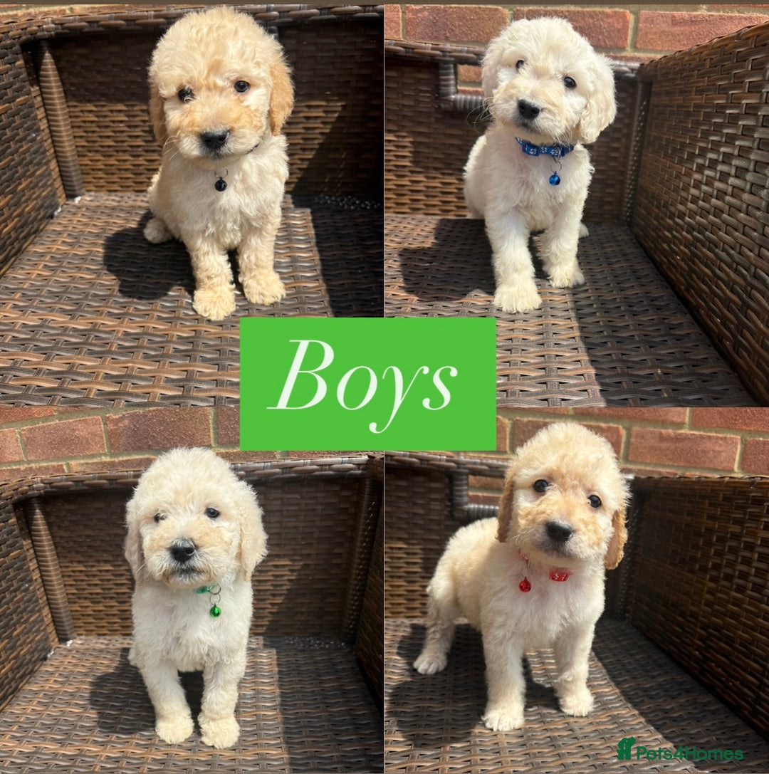 Goldendoodle dogs for sale: F1B GOLDENDOODLE PUPPIES 2 BOYS AVAILABLE  in Farnham - Image 8