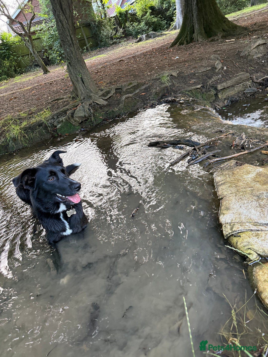 Border Collie dogs for sale: Border collie  - Image 35