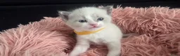 Ragdoll cats for sale: Gorgeous Ragdoll Kittens – 2 Boys, 2 Girls - Advert 5
