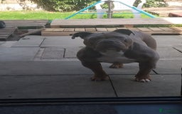 Olde English Bulldogge dogs for stud: Arlo marsden in Stockport - Image 4