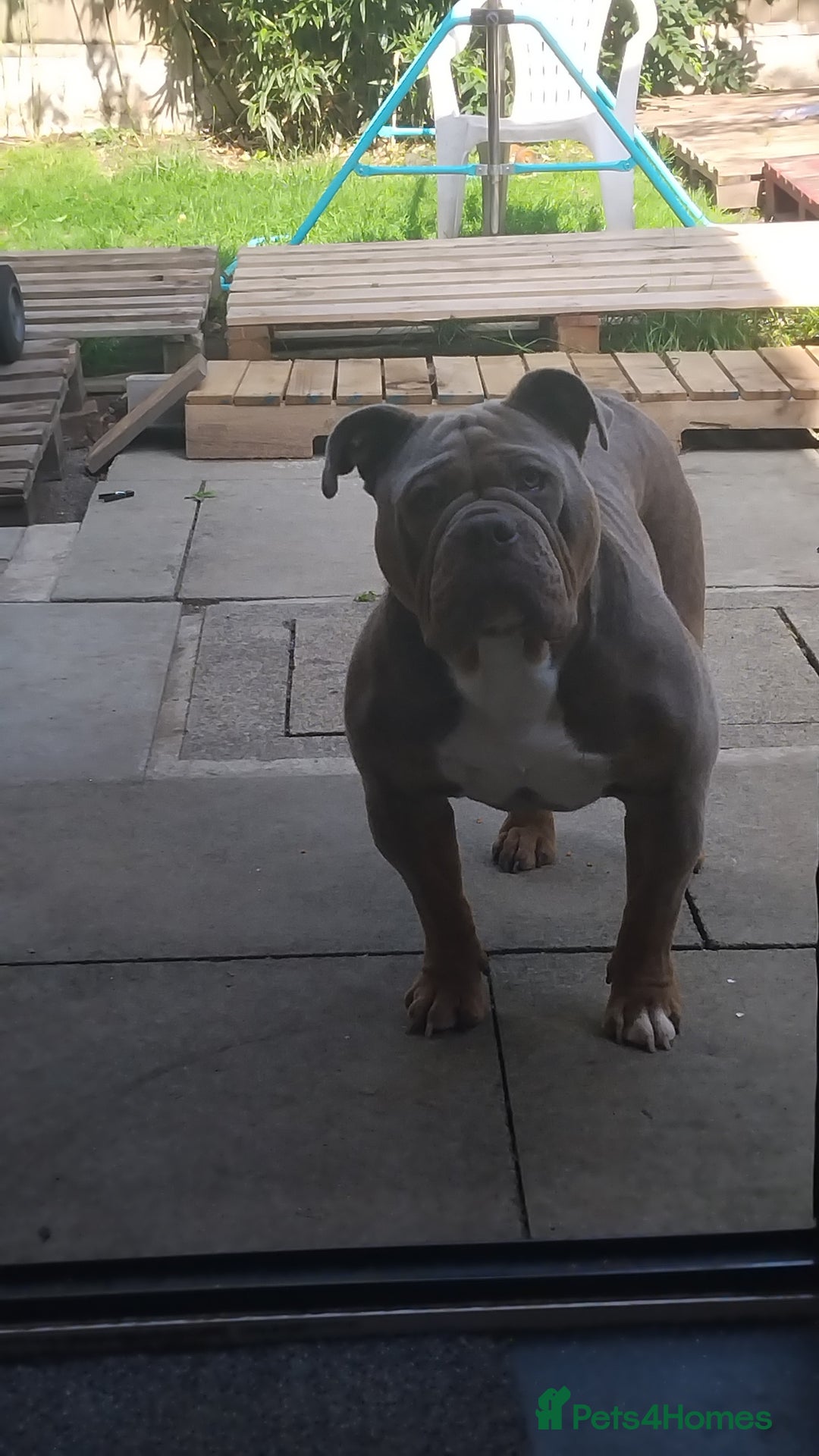 Olde English Bulldogge dogs for stud: Arlo marsden in Stockport - Image 4