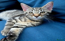 Mixed Breed cats for sale: 4 Maine Coon X Kittens Still Available!! - Image 1