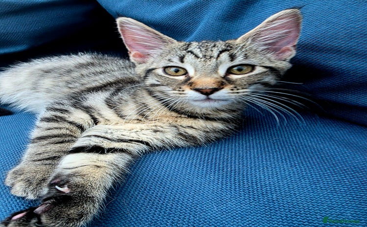 Mixed Breed cats - Advert 13