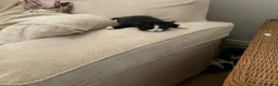 Domestic Shorthair cats for sale: 4 Beautiful Kittens Ready for their Forever Homes - Advert 37