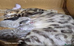 Bengal cats for sale: 2 stunning bengal kittens - Image 14