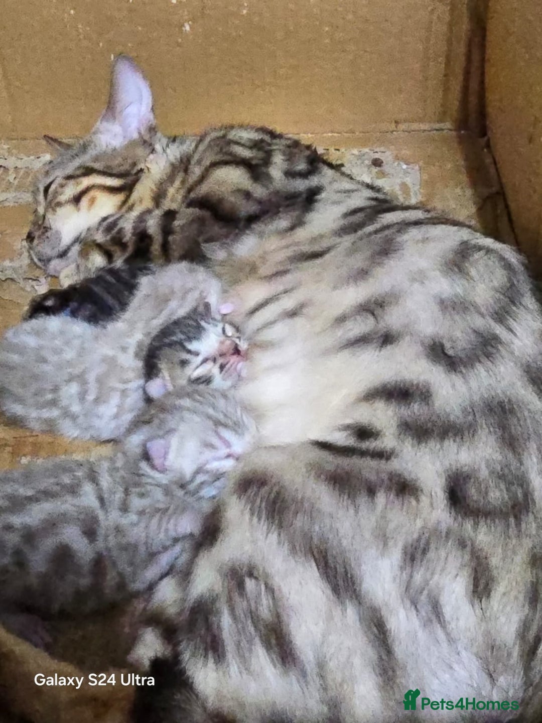 Bengal cats for sale: 2 stunning bengal kittens - Image 14