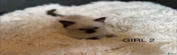 Ragdoll cats for sale: Beautiful Ragdoll Kittens for sale (REDUCED) - Advert 14