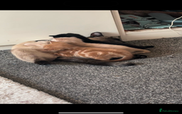 Siamese cats for sale: Siamese x kittens for sale  - Image 4