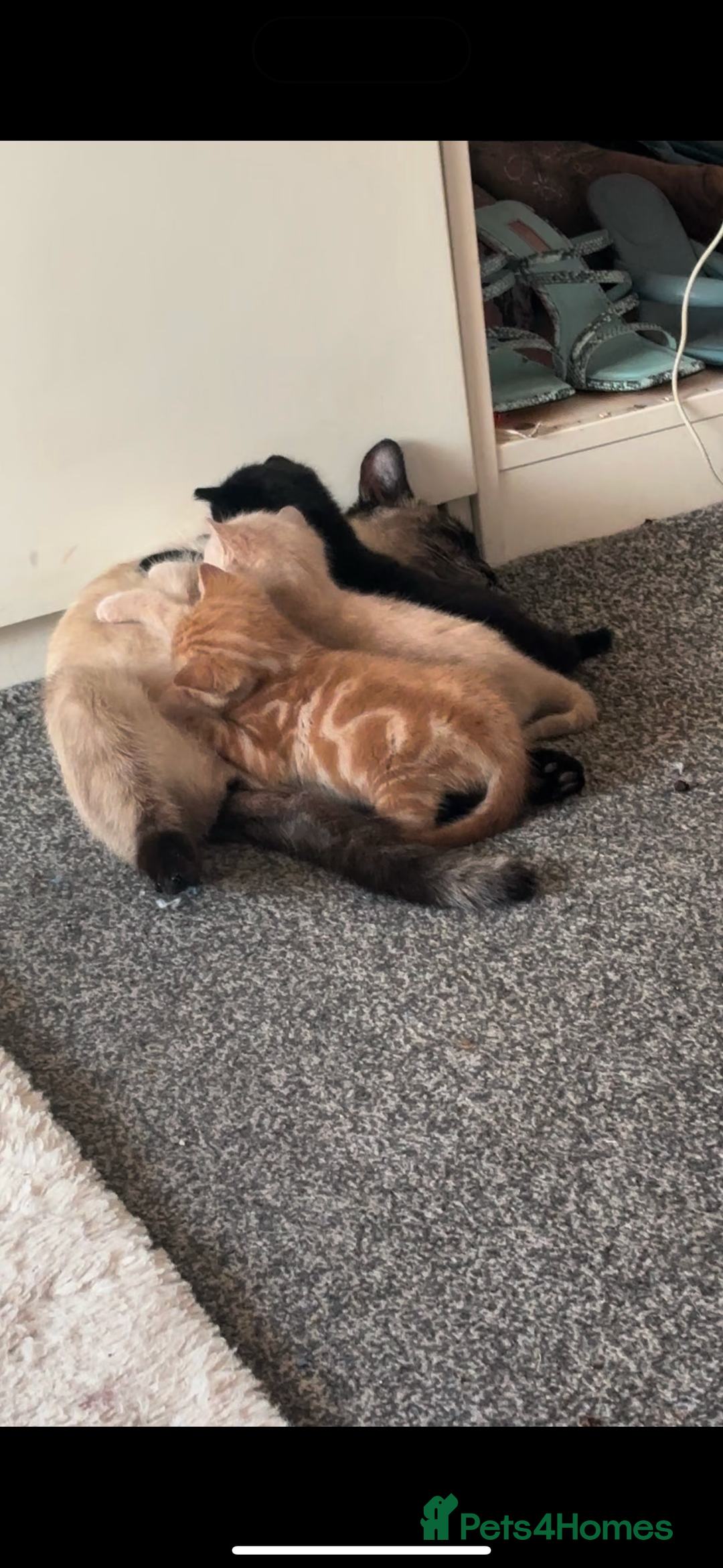 Siamese cats for sale: Siamese x kittens for sale  - Image 4