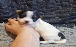 Jack Russell dogs for sale: kC Reg Jack Russell Pups, DNA Health Tested - Image 27