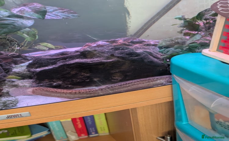 Loaches fish - Advert 1