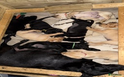Labrador Retriever dogs for sale: 1 black boy left! ready to leave! Perfect labs! - Image 34