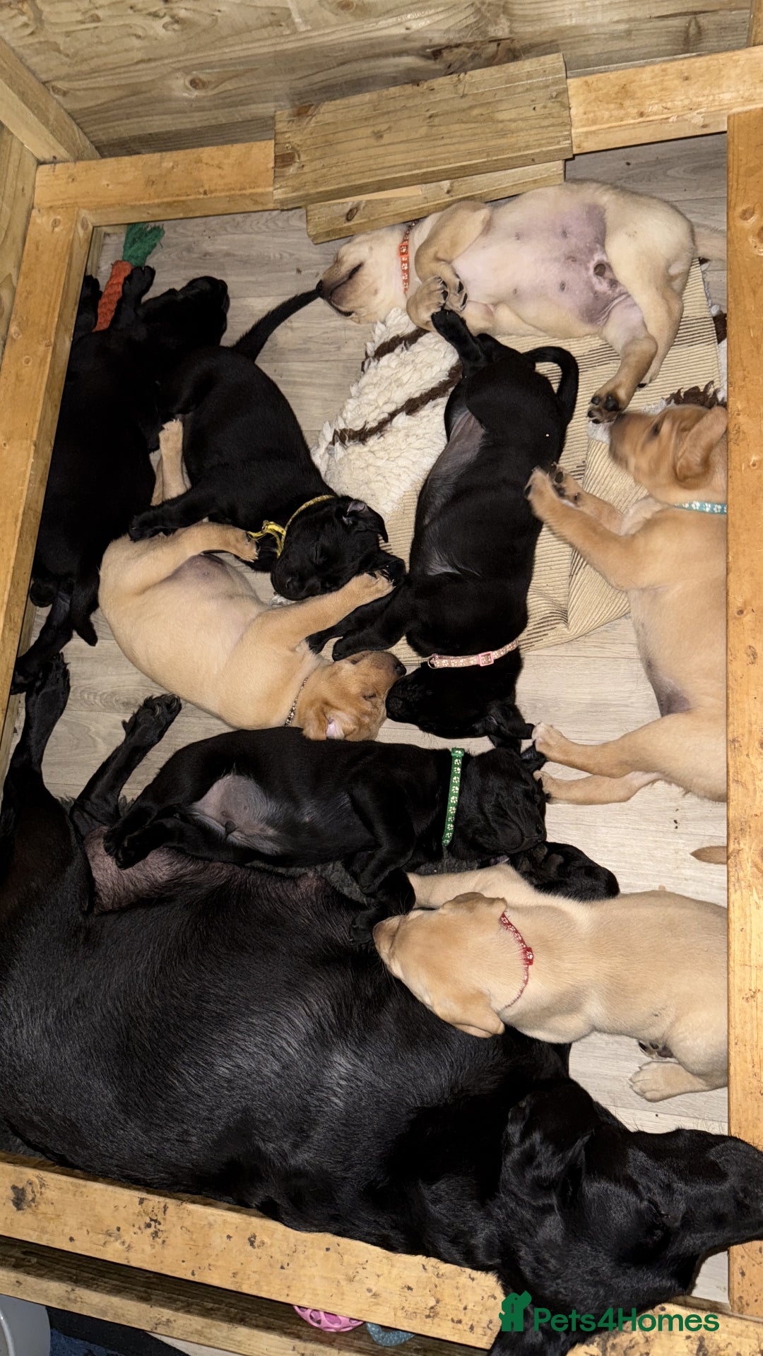 Labrador Retriever dogs for sale: 1 black boy left! ready to leave! Perfect labs! - Image 34
