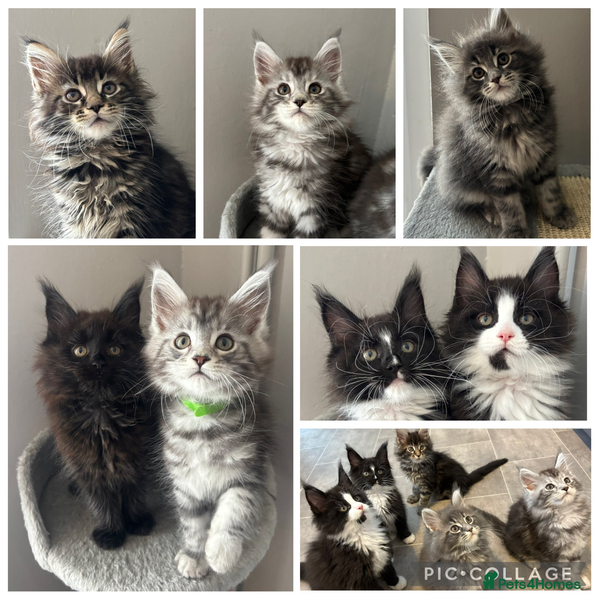 Maine Coon cats AMAZING TICA REGISTERED MAINE COON KITTENS  - Advert 1