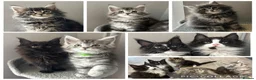 Maine Coon cats for sale: AMAZING HEALTH TESTED TICA REG MAINE COON KITTENS  - Advert 1