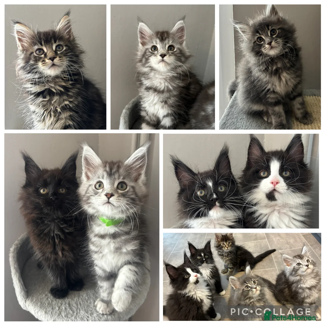 Maine Coon cats for sale: AMAZING HEALTH TESTED TICA REG MAINE COON KITTENS  - Advert 1
