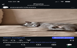 British Shorthair cats for sale: 🐾✨ Beautiful British Shorthair Cat Available ✨🐾 - Image 12