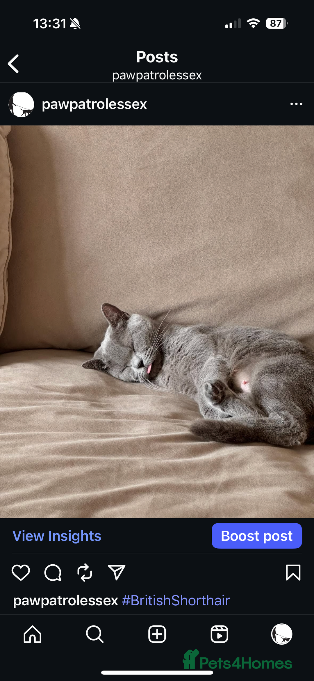 British Shorthair cats for sale: 🐾✨ Beautiful British Shorthair Cat Available ✨🐾 - Image 12