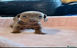 Miniature Dachshund dogs for sale: Miniature dachshund  - Image 2