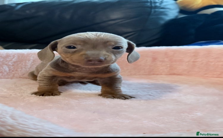 Miniature Dachshund dogs - Advert 14