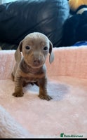 Miniature Dachshund dogs - Advert 8