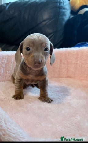 Miniature Dachshund dogs - Advert 14